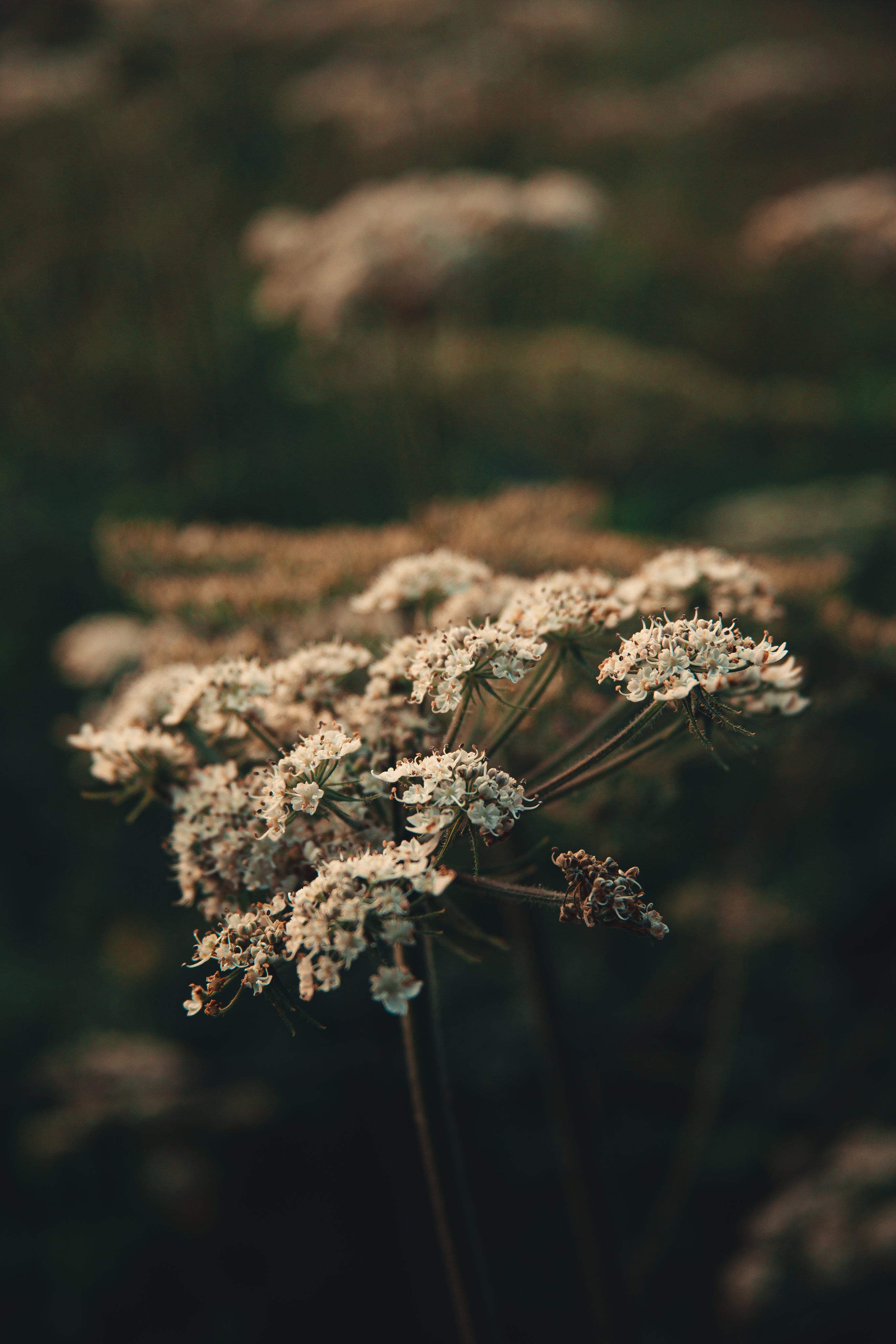 cow-parsley-plant-in-the-wild.jpg